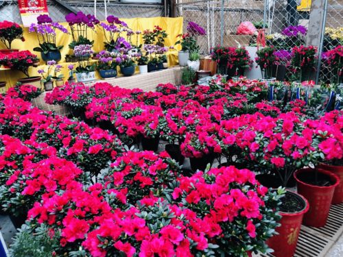 濰有年味，花卉市場(chǎng)購(gòu)銷兩旺