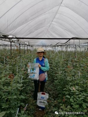 堿鉀66 引領花卉營養新紀元的高性能堿性超高鉀產品